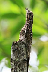 Common Potoo